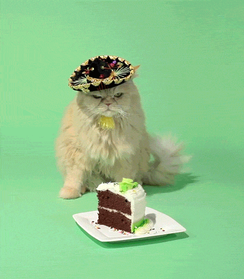 Birthday Bot cat angry birthday lou